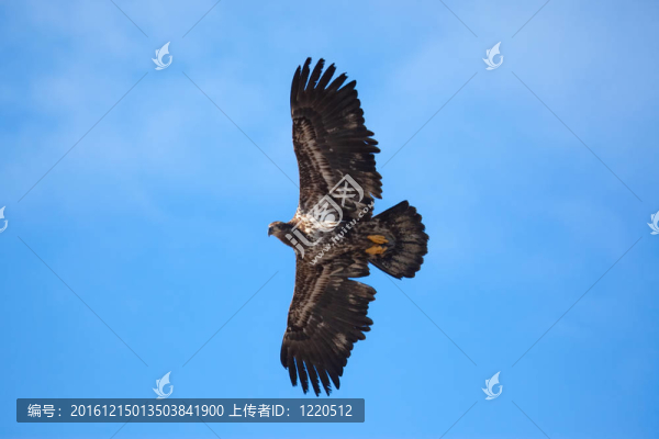 禿鷹飛