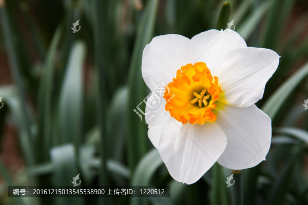 雙色調(diào)的水仙花