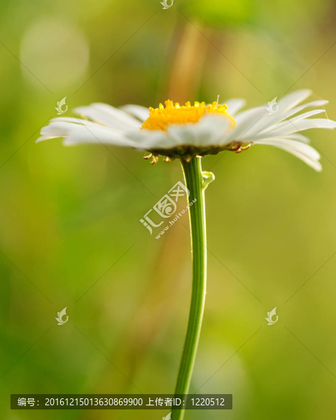 甘菊