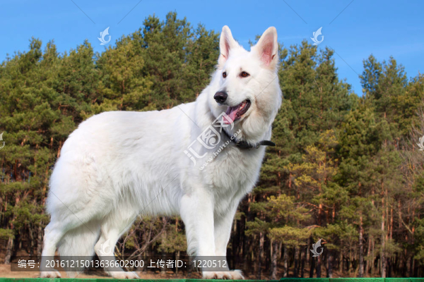 瑞士牧羊犬呆在森林里