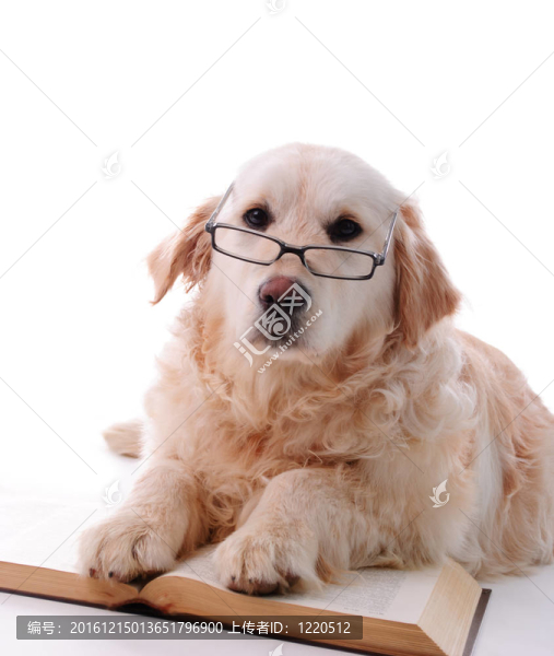 金毛尋回犬的學習