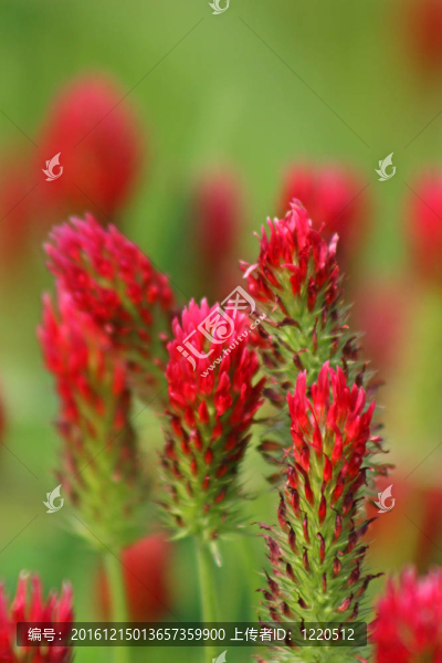 深紅色三葉草