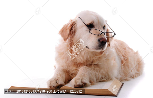 金毛尋回犬的學(xué)習(xí)