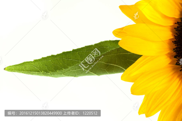 向日葵