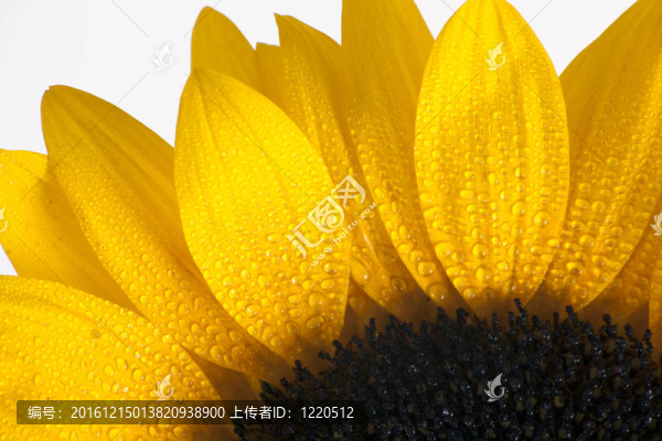 向日葵