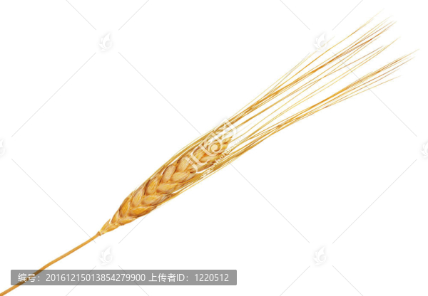 小麥穗