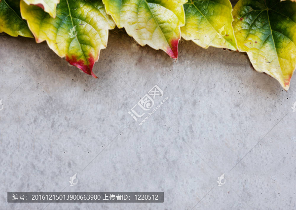 混凝土墻和常春藤葉紋理
