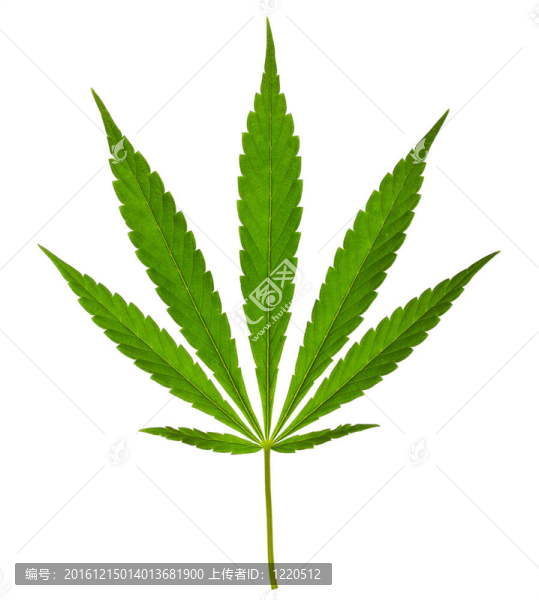 白色背景上分離的大麻葉