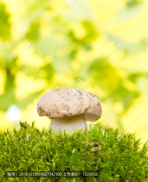 草菇在青苔