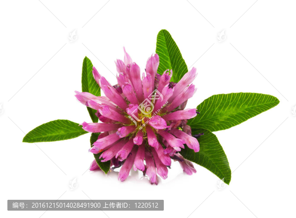 白三葉花