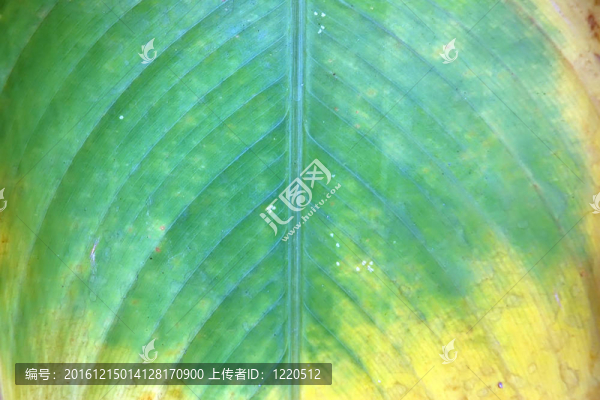 葉表面