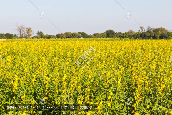 春油菜花