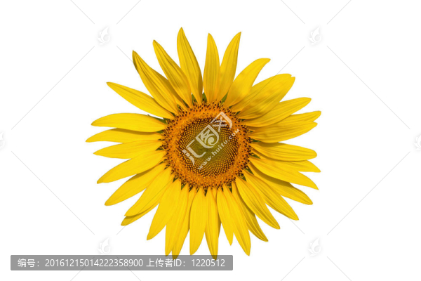 葵花分離