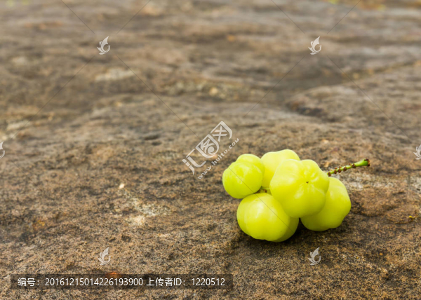 石星醋栗