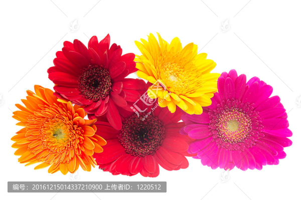 Gerber,Daisy孤立在白色背景