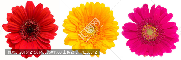 Gerber,Daisy孤立在白色背景