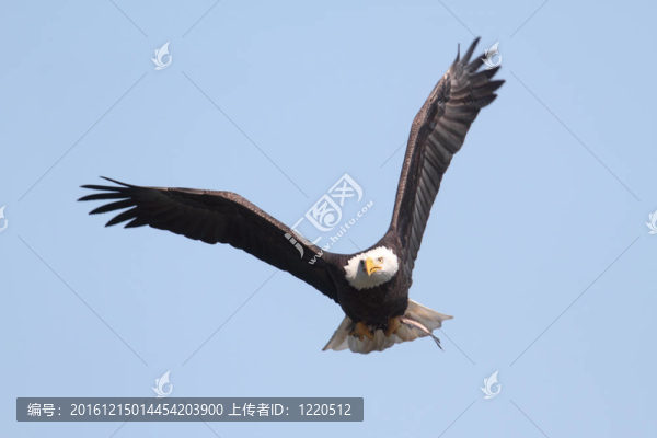 成年禿鷹（白頭海雕）