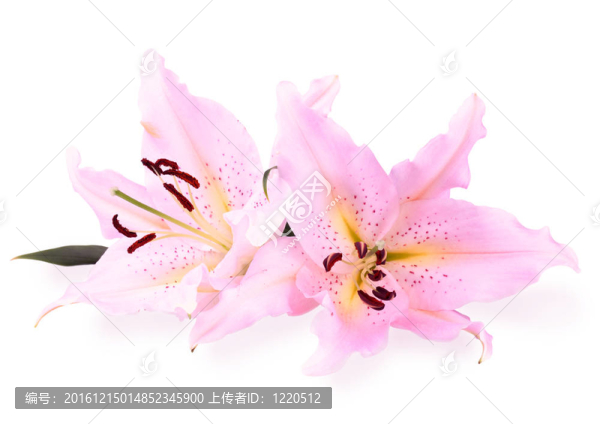 粉色的百合花