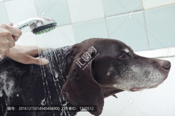 洗狗
