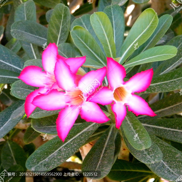 艾因蓋迪2010名的花