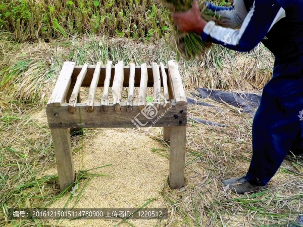 農(nóng)民敲打稻草
