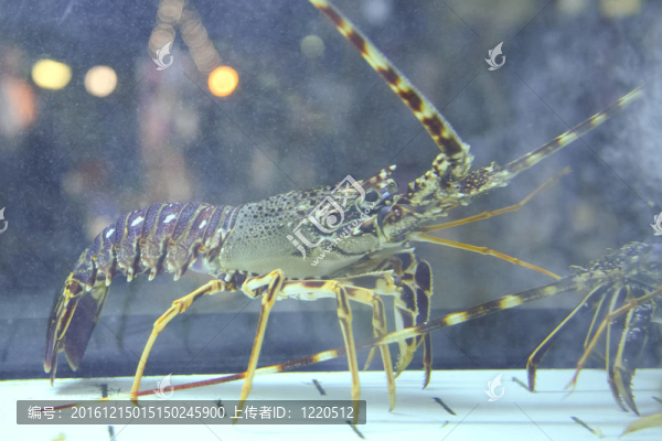 龍蝦在水族館