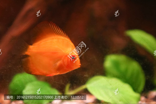 七彩神仙魚