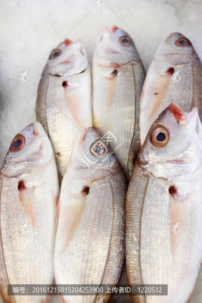 鳊魚