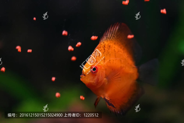 飼養(yǎng)七彩神仙魚