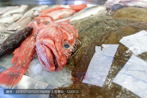 在魚市場石斑魚