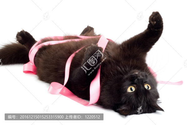 黑貓玩粉紅絲帶孤立