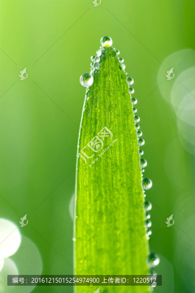 濕葉宏