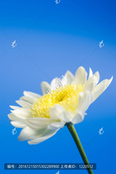 天空中的白色雛菊