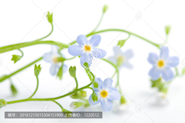 勿忘我孤花（淺自由）