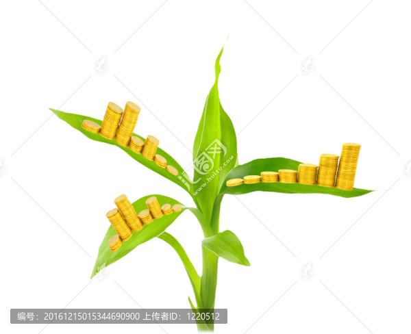 金幣和白色植物