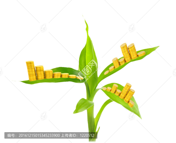 金幣和白色植物