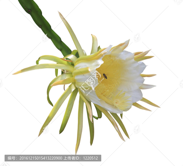 火龍果花