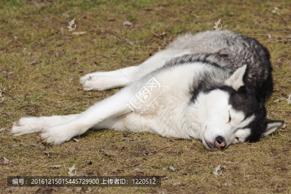 正在睡覺的狗