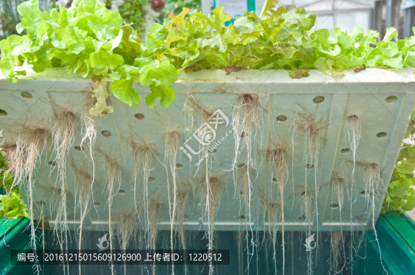 水培蔬菜的根