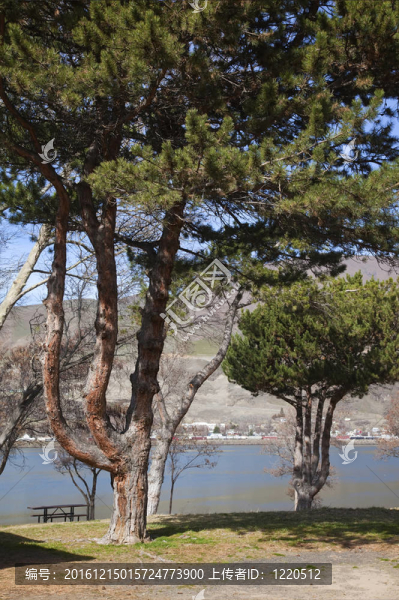 celilo公園和老松樹；俄勒岡州哥倫比亞河。