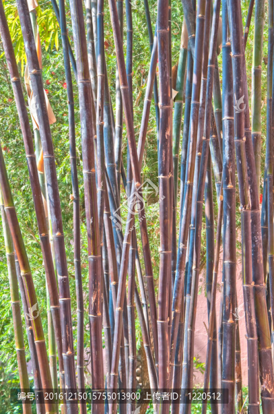 竹林背景