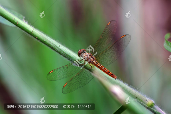 蜻蜓
