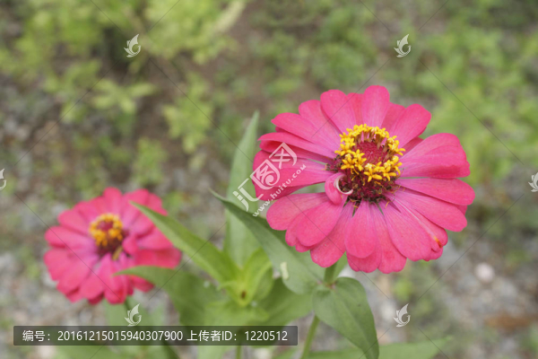 百日草的花