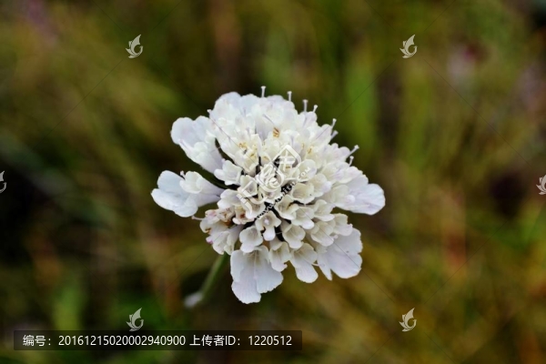 野生花卉