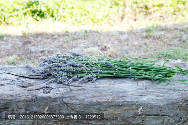 薰衣草