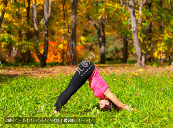 宰牲節(jié)犬shvanasana