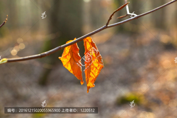 秋櫟葉細節(jié)
