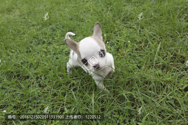 小狗奇瓦瓦