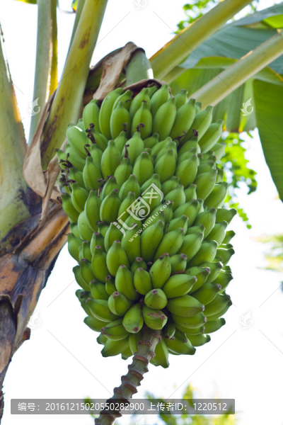 泰國(guó)花園里樹(shù)上的香蕉束