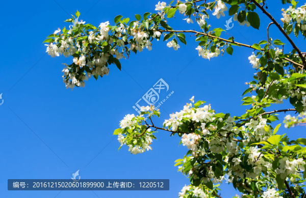 開(kāi)花的蘋(píng)果樹(shù)